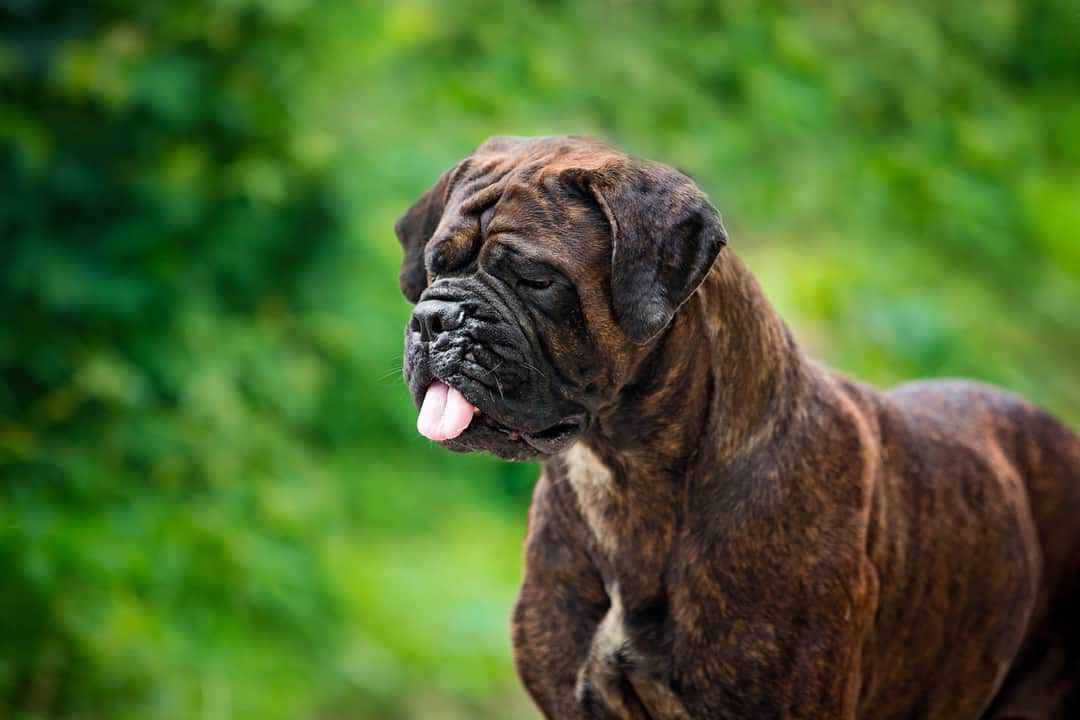 VENDETTA II Nestor Notabilis | Bullmastiff 