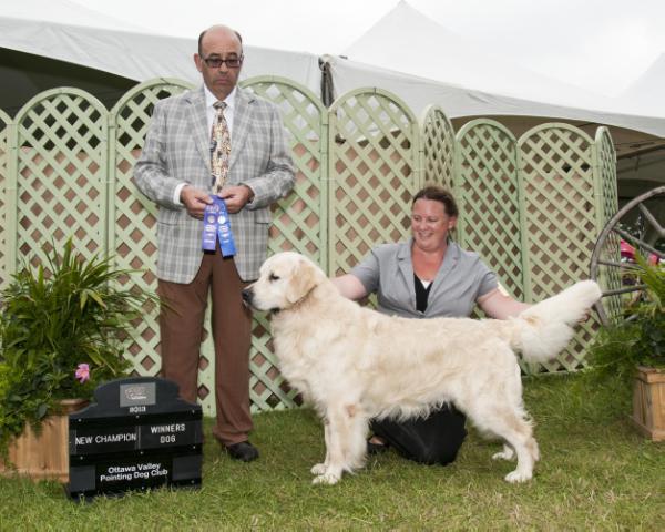 Camrose Quiet Time CCA | Golden Retriever 