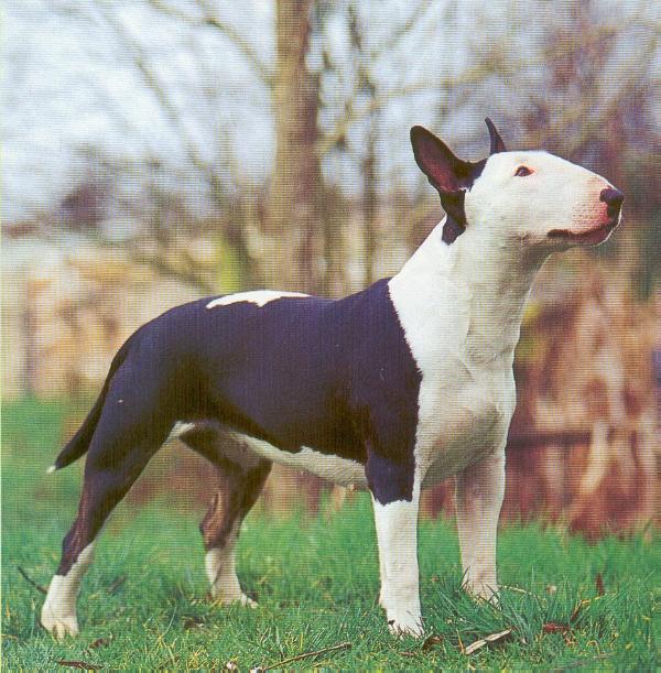 Trick Or Treat Nevermore | Bull Terrier 