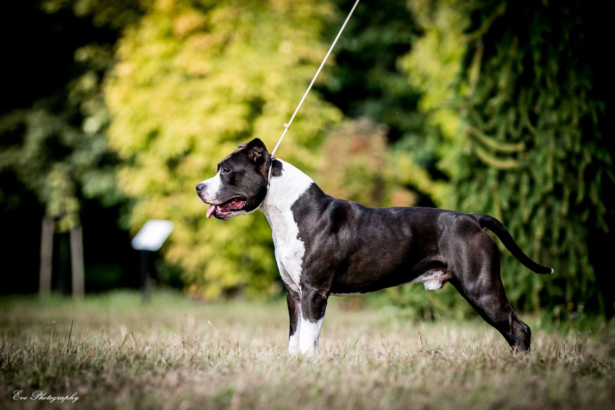 Bu Dulis Anakin Skywalker | American Staffordshire Terrier 