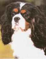 Salador Celtic Dirk | Cavalier King Charles Spaniel 