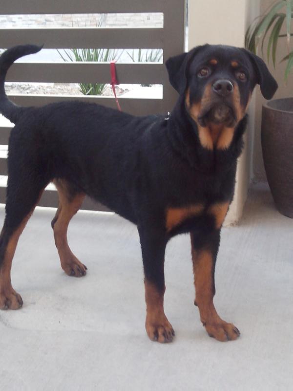 Aquiles ruso (Nave) mex.Fci | Rottweiler 