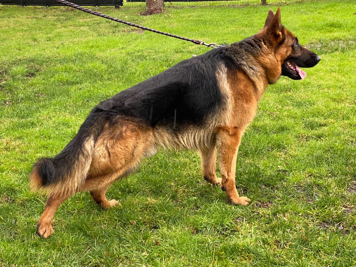 Gatsby von der Hoya | German Shepherd Dog 