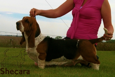 Shecaras Simply Stellar | Basset Hound 