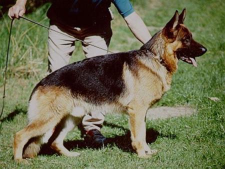 Kally van Dan Alhedy's Hoeve | German Shepherd Dog 