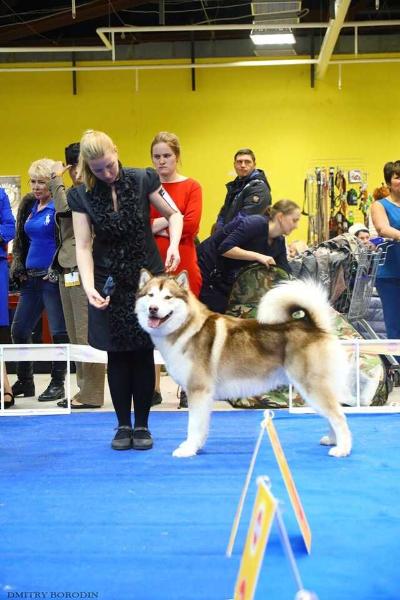 ASOLFR EVAN SNOW KAU | Alaskan Malamute 