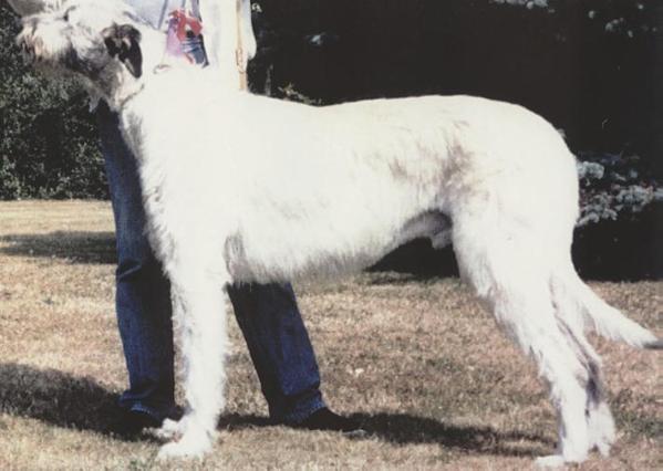 Wolfhouse Beowulf | Irish Wolfhound 