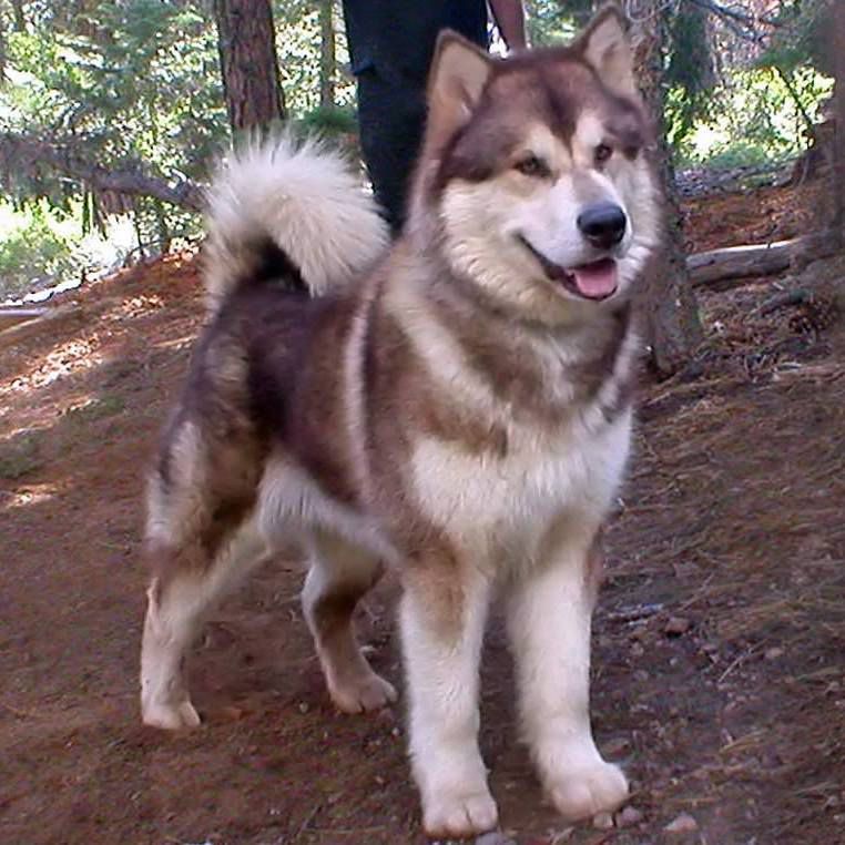 Snowlion's Fyre Devil | Alaskan Malamute 