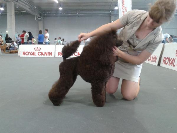 Delight Expression Lesotho Brown | Poodle 