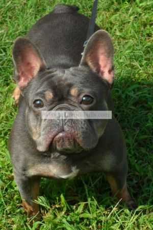 SHEL-E'S BLUE WITH ENVY | French Bulldog 