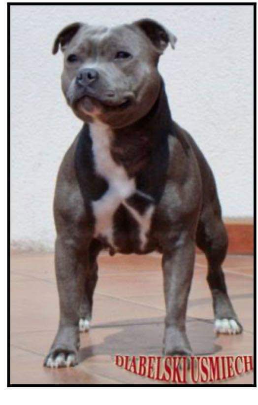 HALLÓ BABY BLUE DIABELSKI | Staffordshire Bull Terrier 