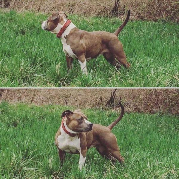 Manu Forti Blue Magnolia | American Staffordshire Terrier 