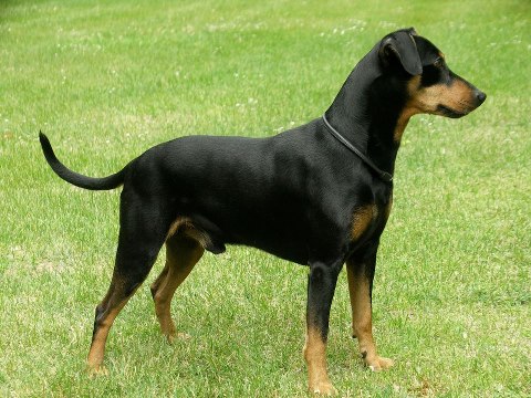 Duffyco's KASIM | German Pinscher 