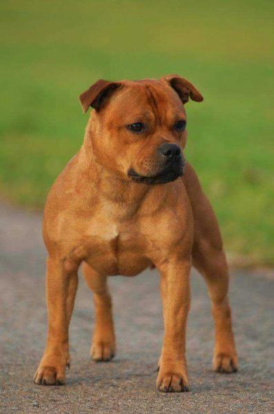 Angelic Staff Bang Bang Boogie | Staffordshire Bull Terrier 