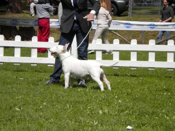 matilda first lady | Bull Terrier 