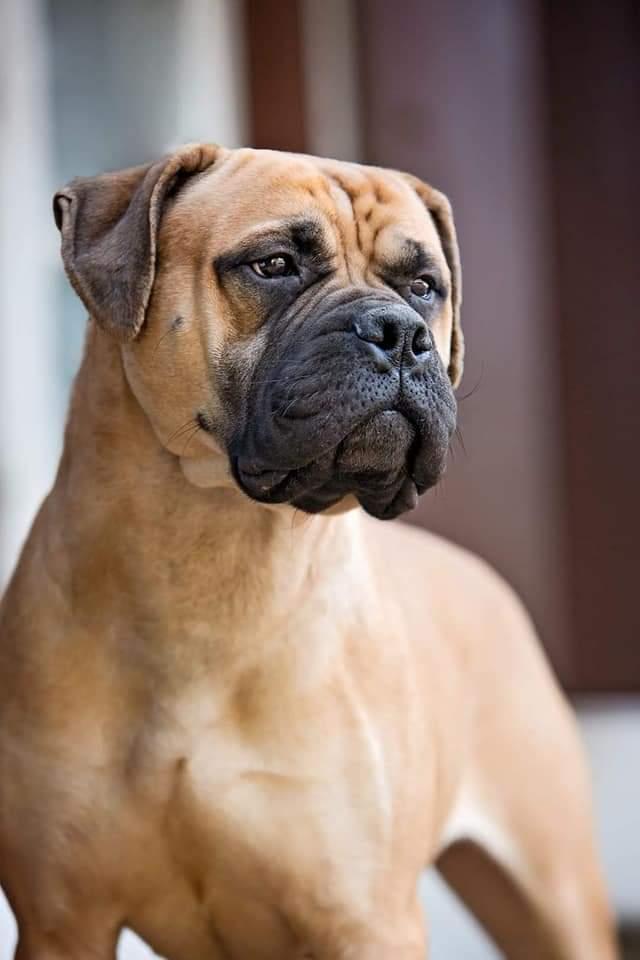 Legionas IRON MADEN | Bullmastiff 