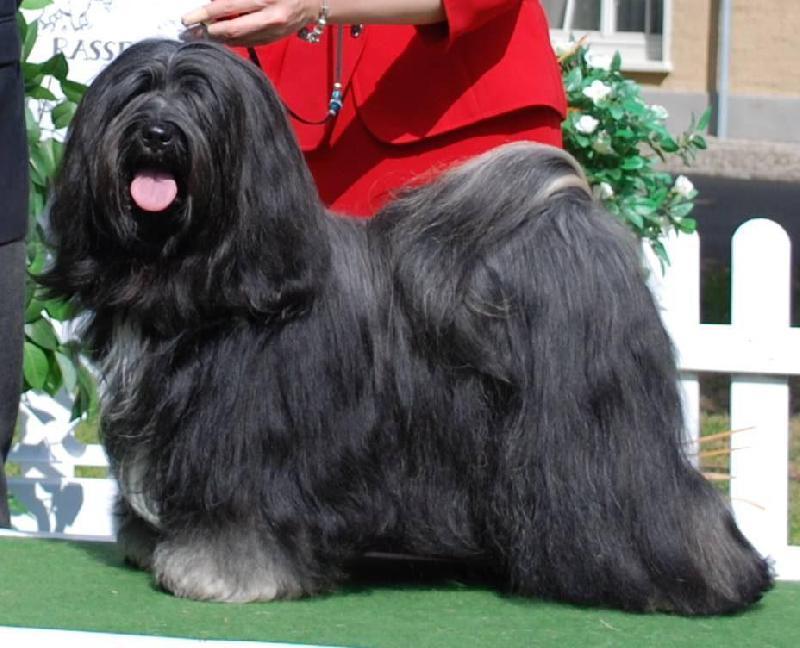 ARKEDEN N KISKADES HAVIN A BALL | Tibetan Terrier 