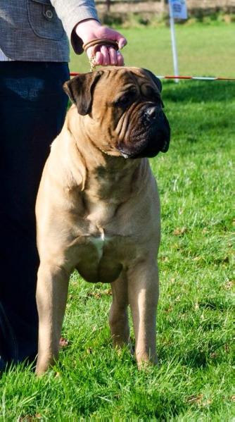 Saturnsrings Ankaa | Bullmastiff 