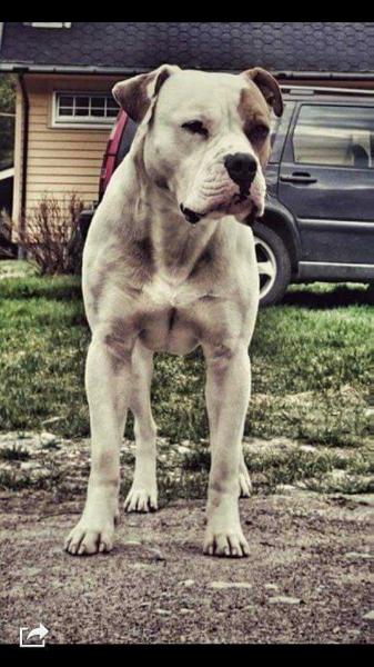 Solberg's Gizmo | American Bulldog 