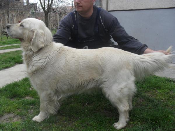 Soraya | Golden Retriever 