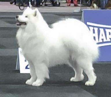 Lapaazora Infinity Pearl | Samoyed 