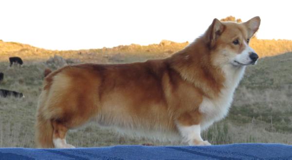 Nireno Sirius Dogstar | Pembroke Welsh Corgi 