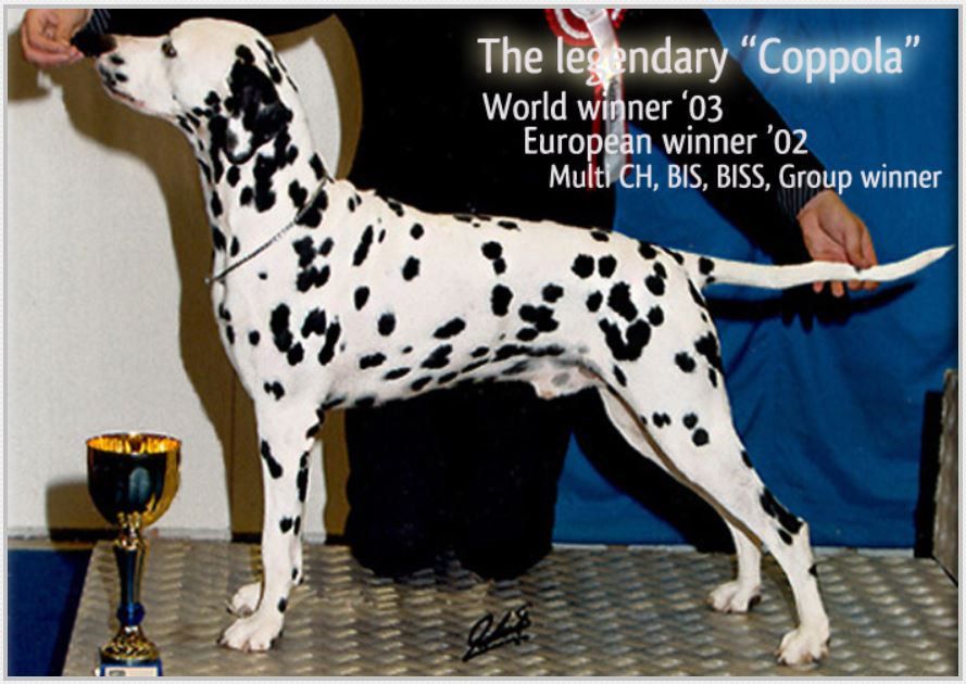 Lacrima Christi Coppola | Dalmatian 