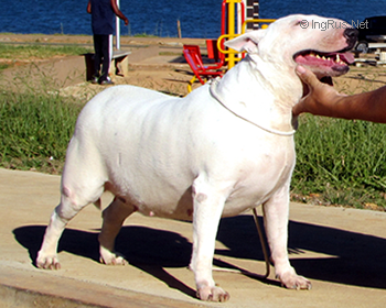 CACAU SETIMA DISNATIA | Bull Terrier 