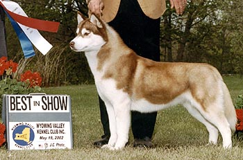 Convetry's Lioness' Pride | Siberian Husky 