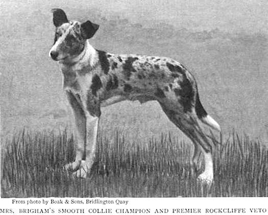 Rockcliffe Veto | Smooth Collie 