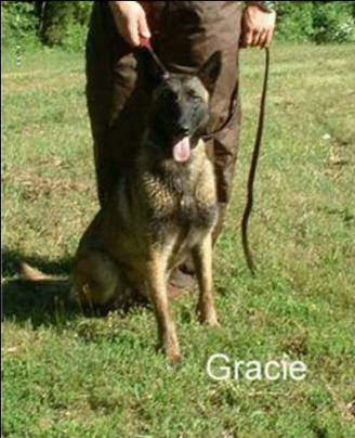 Heartlands Gracie | Belgian Malinois 