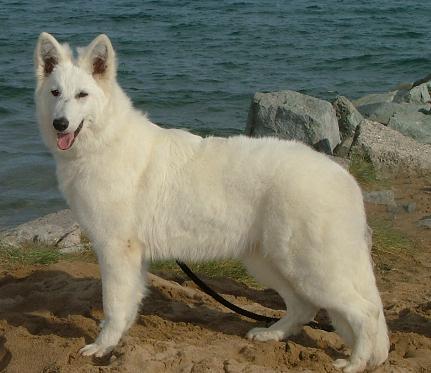 Valka Beauty Du Domaine Des Brumes D'Avalon | White Swiss Shepherd Dog 