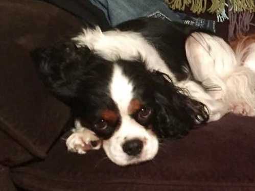 Willowlakes Miss Jessie | Cavalier King Charles Spaniel 