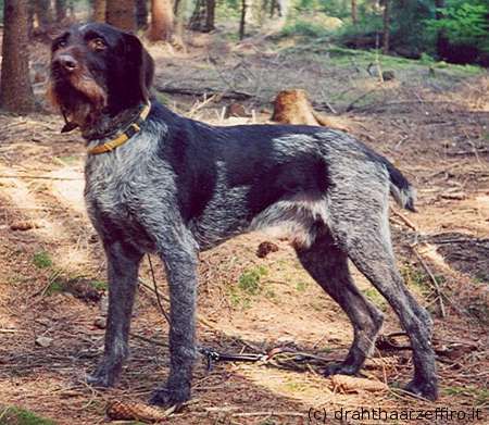 Olaf vom Richthof | German Wirehaired Pointer 