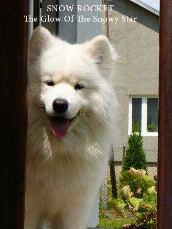 SNOW ROCKET The Glow of The Snowy Star | Samoyed 