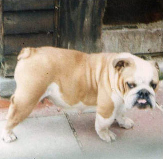 Hillplace Lulu | Olde English Bulldogge 