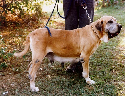 HERA DO AMPARO | Fila Brasileiro 