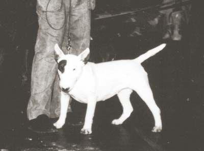 Undine V. D. Alten Veste | Bull Terrier 