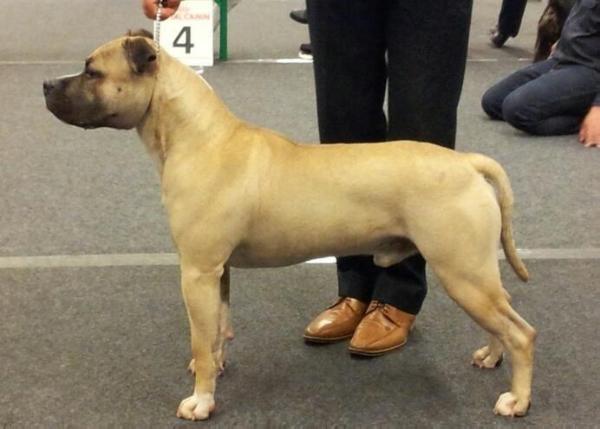 Scott's Jackson The Trouble Maker | American Staffordshire Terrier 