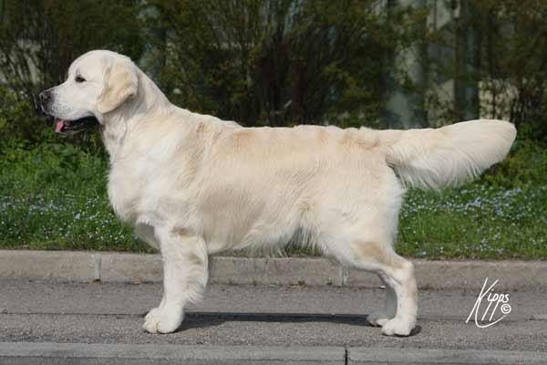 Marybel Fashion Guy Campione Riproduttore | Golden Retriever 