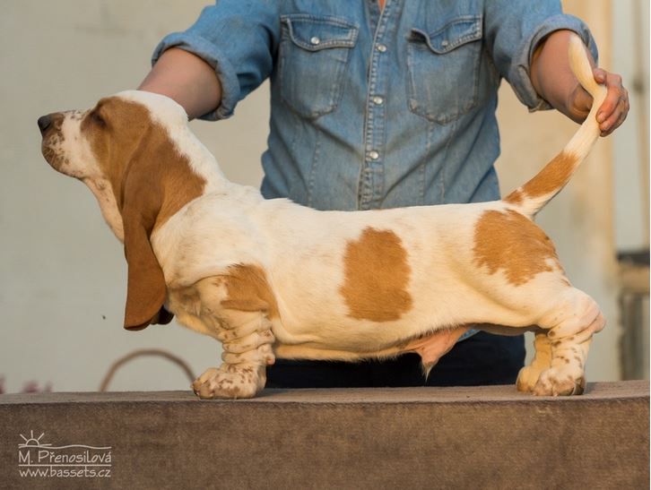 Yann Lady Barnett's | Basset Hound 