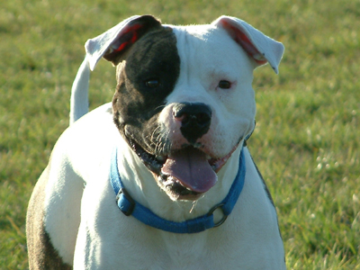 Chestnuts Little Coccopa | American Bulldog 