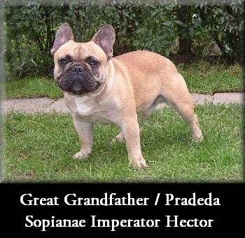 Sopianae Imperator Hector | French Bulldog 