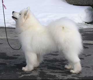 Snowmist Flibbertigibbet | Samoyed 