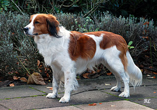 Diko Iriot V. D. Cluster | Kooikerhondje 