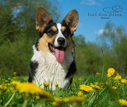 Ormai Trinity | Cardigan Welsh Corgi 