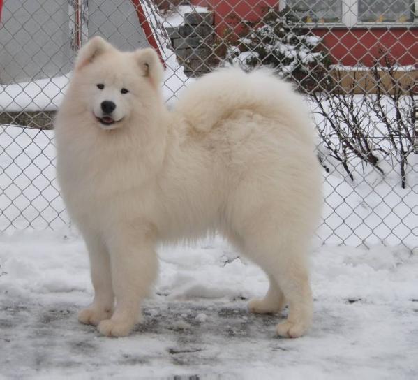 Aklaro HEART BREAKER FOR ORLEANSNOW | Samoyed 