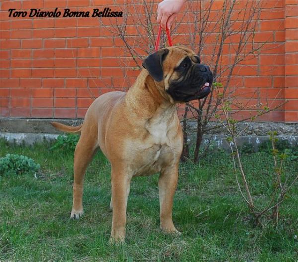 TORO DIAVOLO BONNA BELLISSA | Bullmastiff 