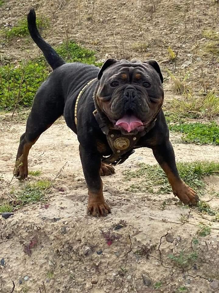 Spikebulls Dontáe@G-Line Bullyz | Olde English Bulldogge 