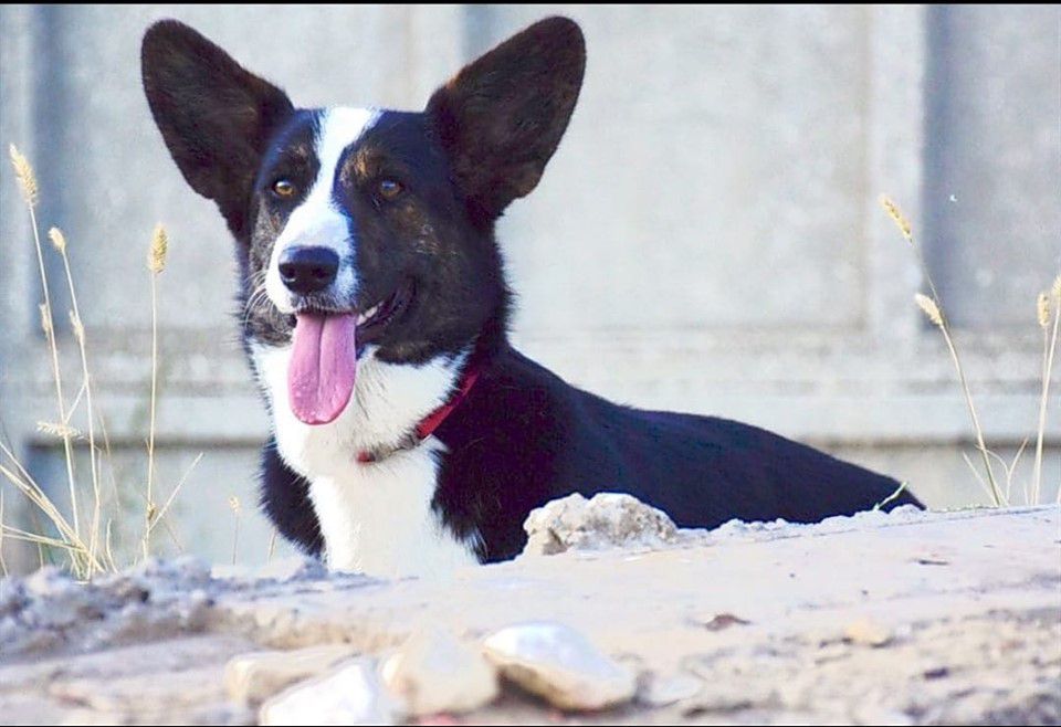 VENERA THE GODDESS OF LOVE OF SANNY GLEN | Cardigan Welsh Corgi 